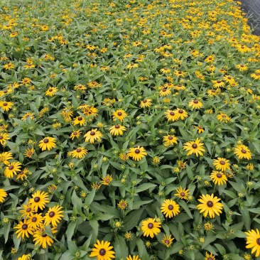 自家苗圃供应黑心金光菊基地直销视频看货