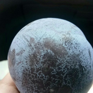 黑巨李