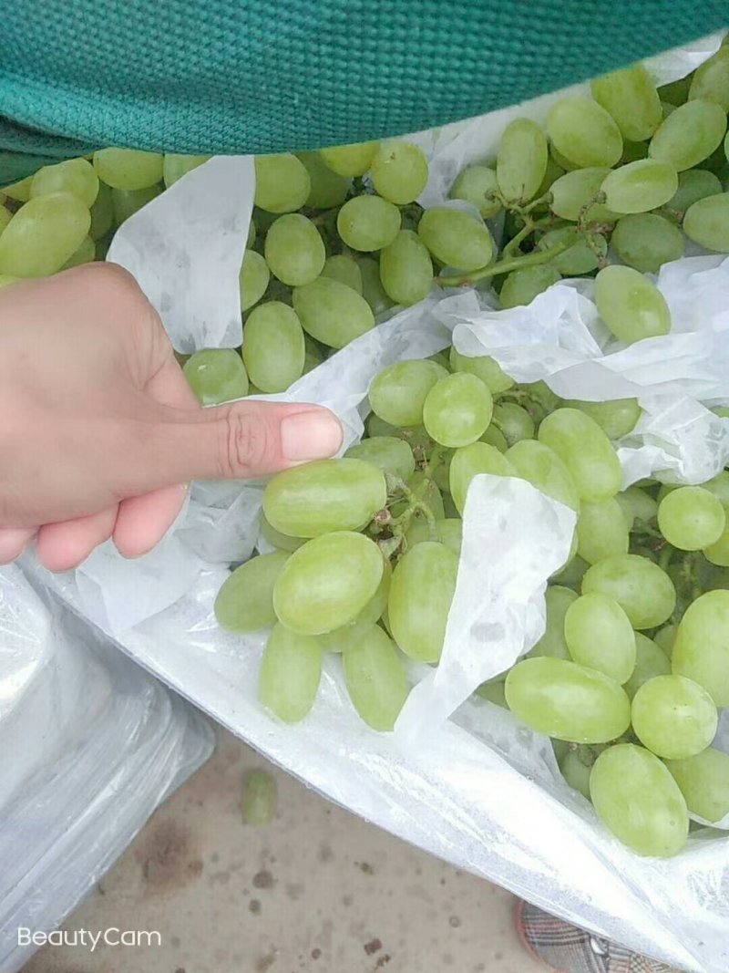 临渭区维多利亚青提大量上市了