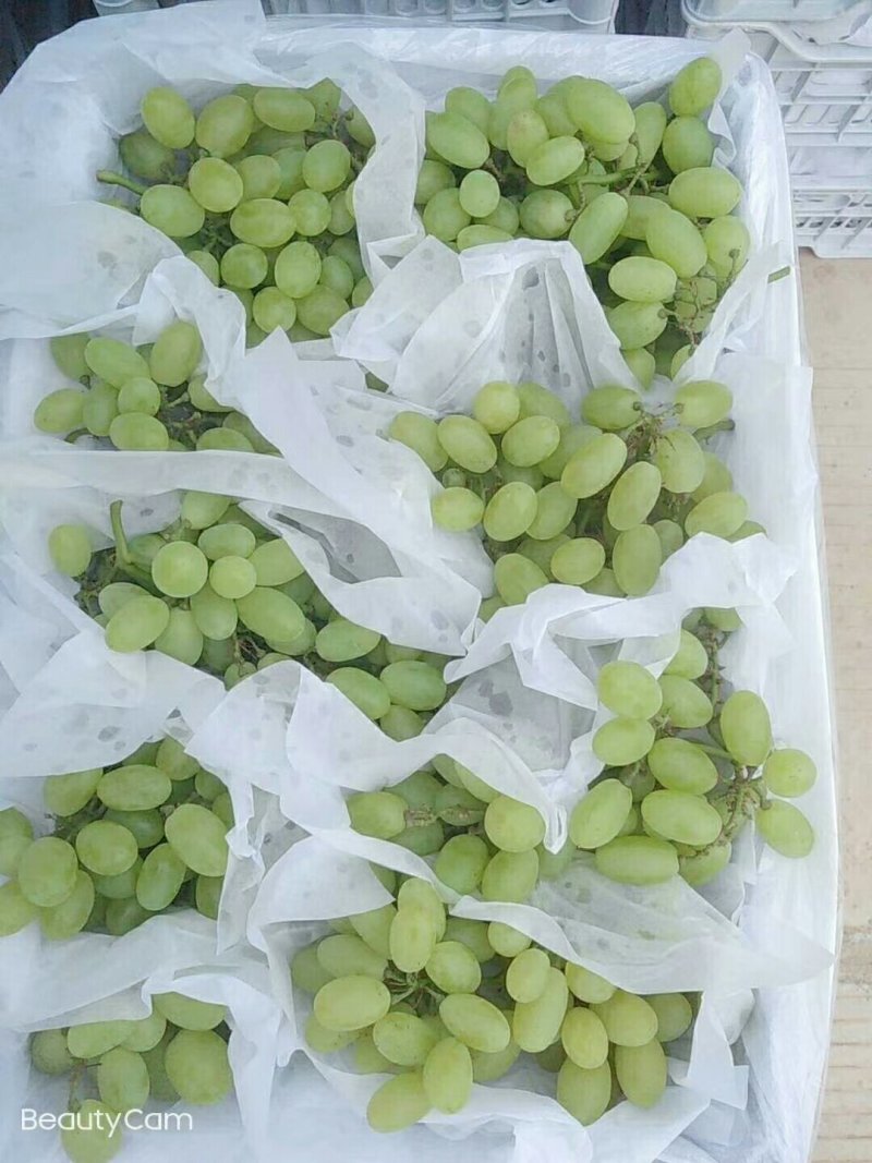 临渭区维多利亚青提大量上市了