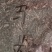马齿笕，常年批发供应药食同源马齿笕中药材量大从优