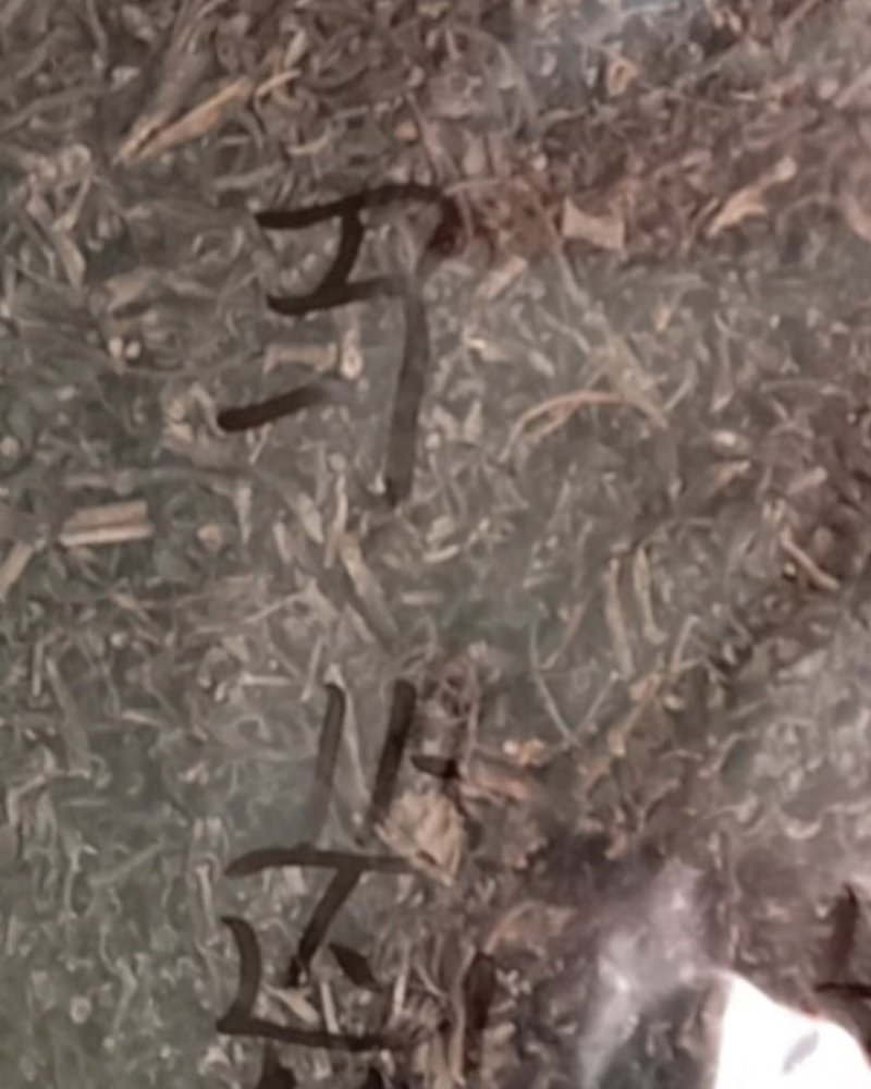 马齿笕，常年批发供应药食同源马齿笕中药材量大从优