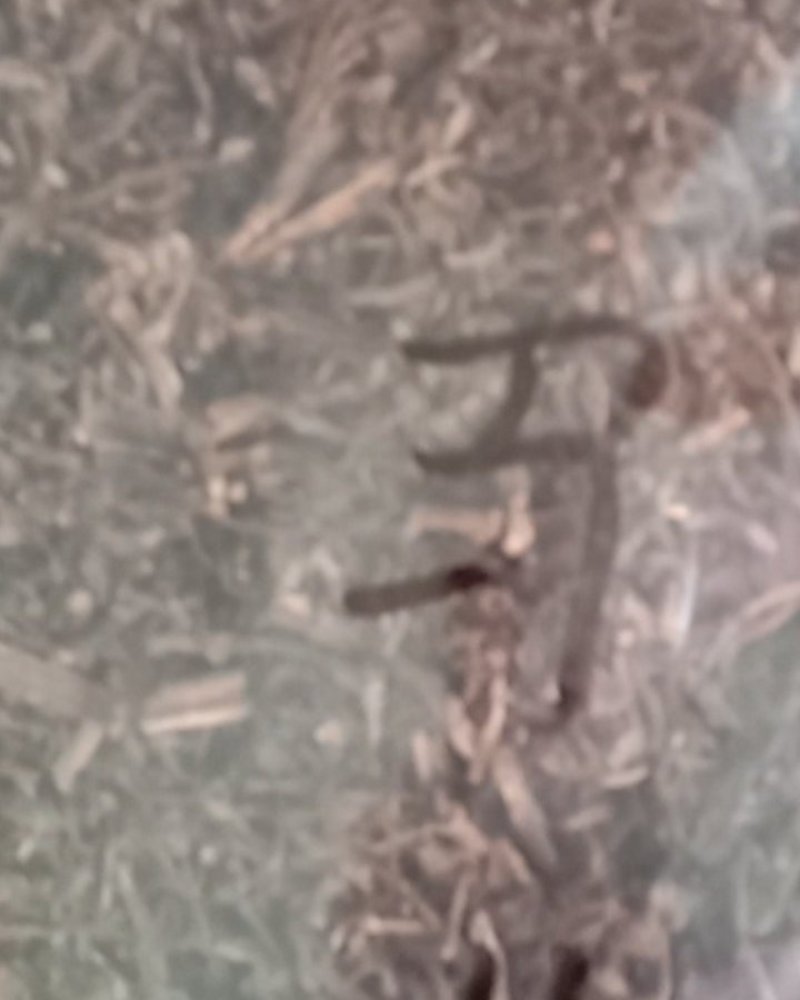 马齿笕，常年批发供应药食同源马齿笕中药材量大从优