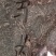 马齿笕，常年批发供应药食同源马齿笕中药材量大从优