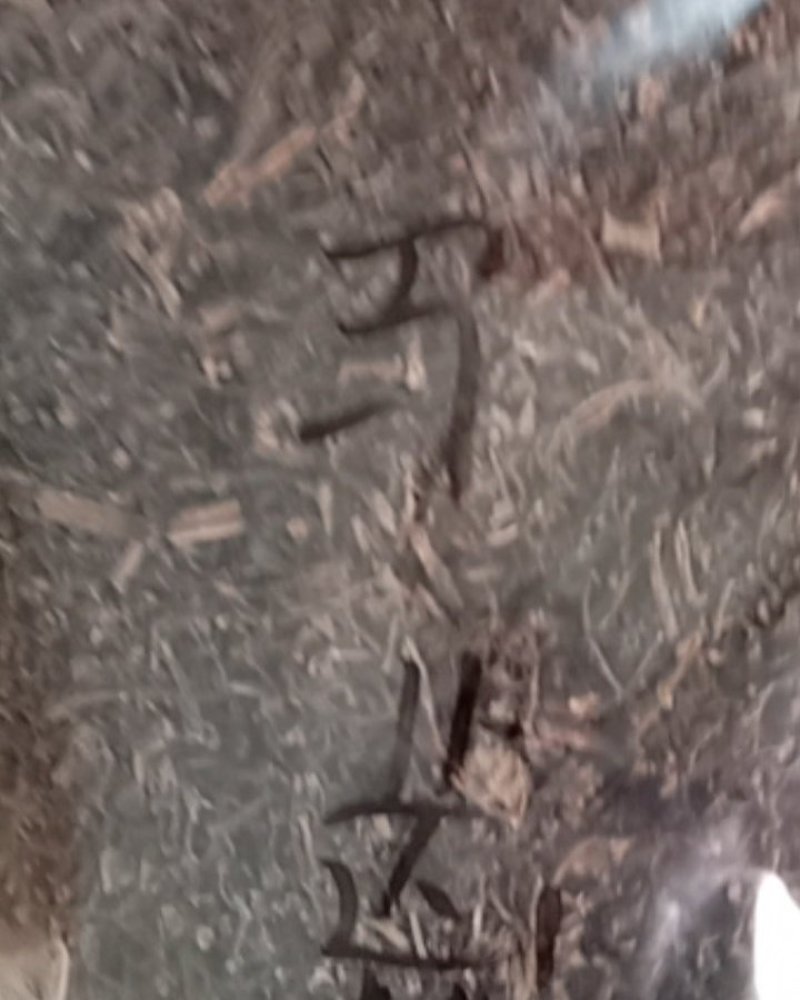 马齿笕，常年批发供应药食同源马齿笕中药材量大从优