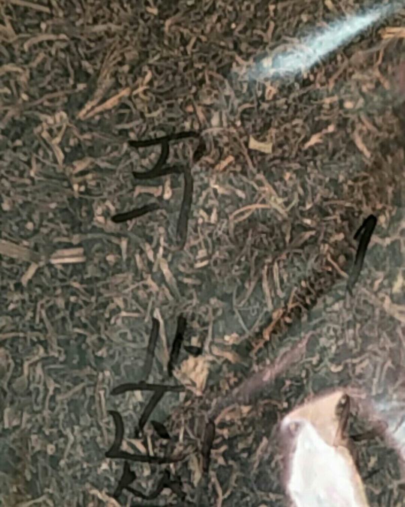 马齿笕，常年批发供应中草药马齿笕中药材