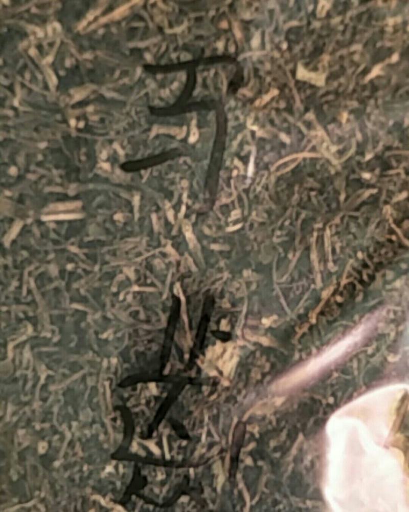 马齿笕，常年批发供应中草药马齿笕中药材
