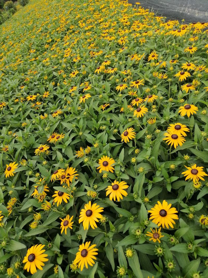 自家苗圃供应黑心金光菊基地直销视频看货