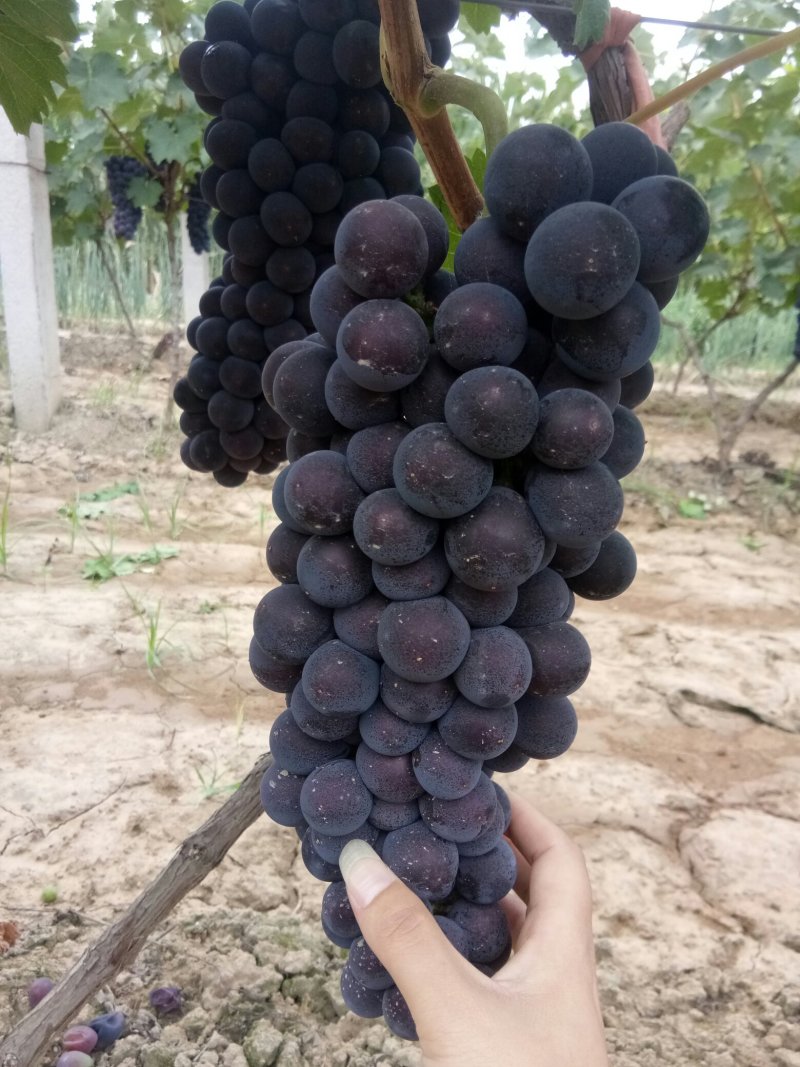 兴华王葡萄