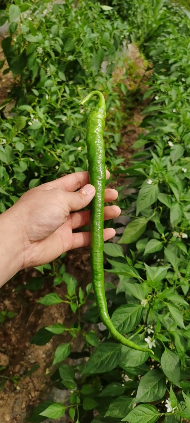 陕西山露地蔬菜尚品一号长线椒薄皮