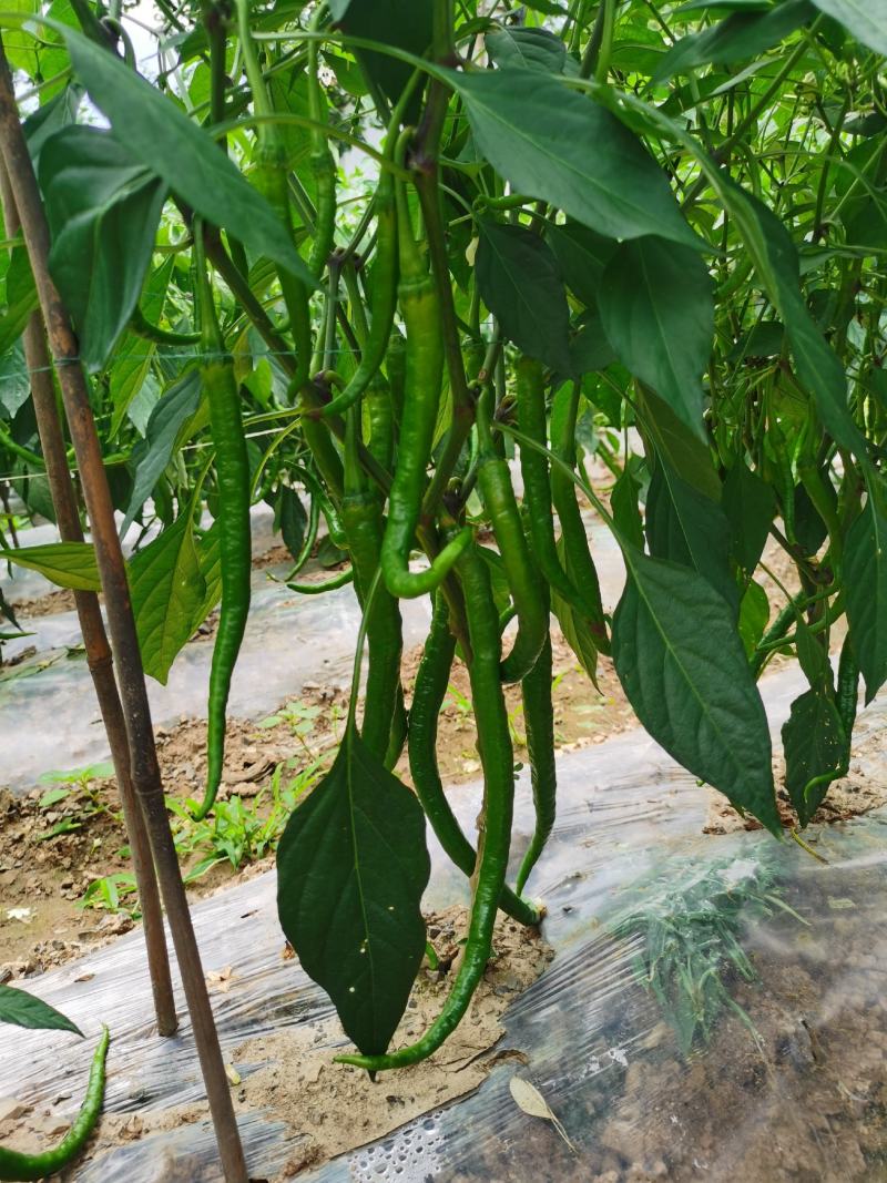 陕西山露地蔬菜尚品一号长线椒薄皮