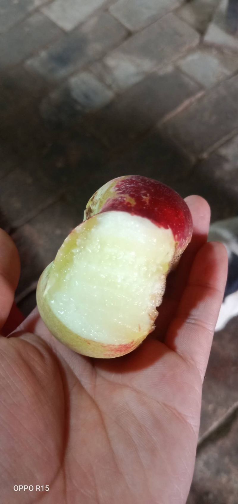 庆阳油蟠桃