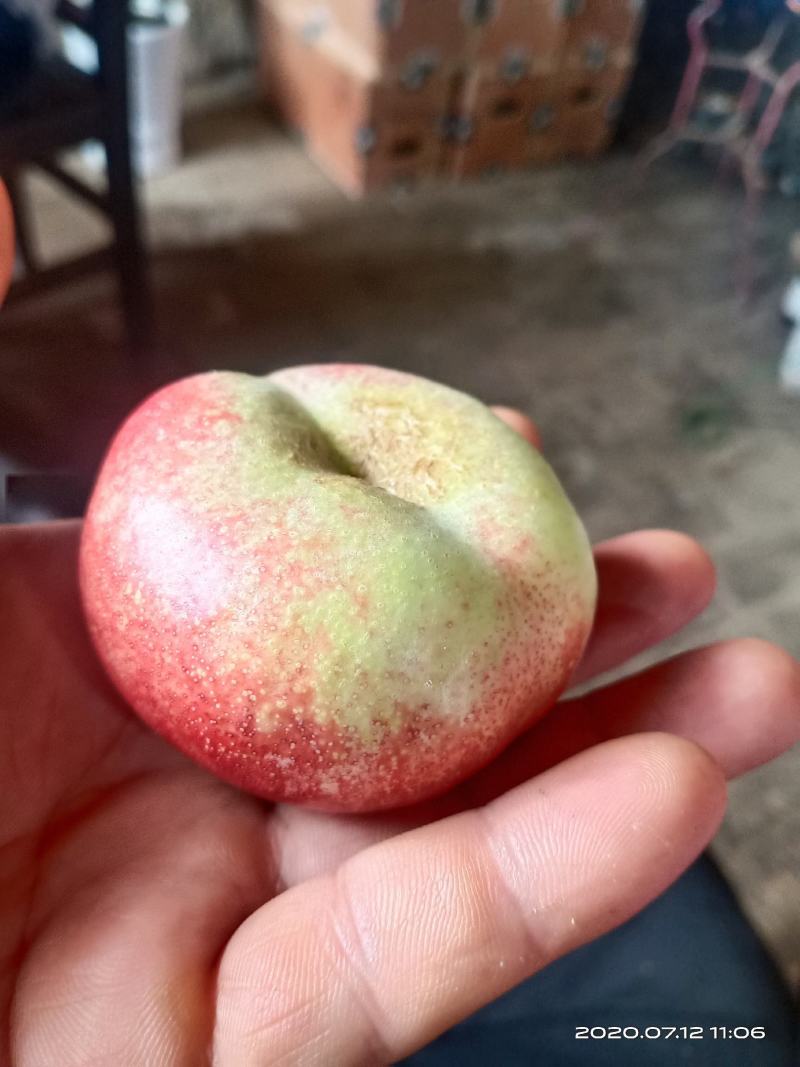 庆阳油蟠桃