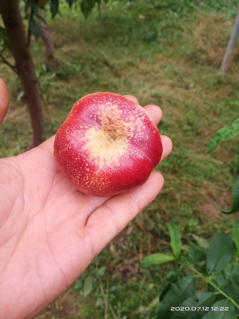 庆阳油蟠桃