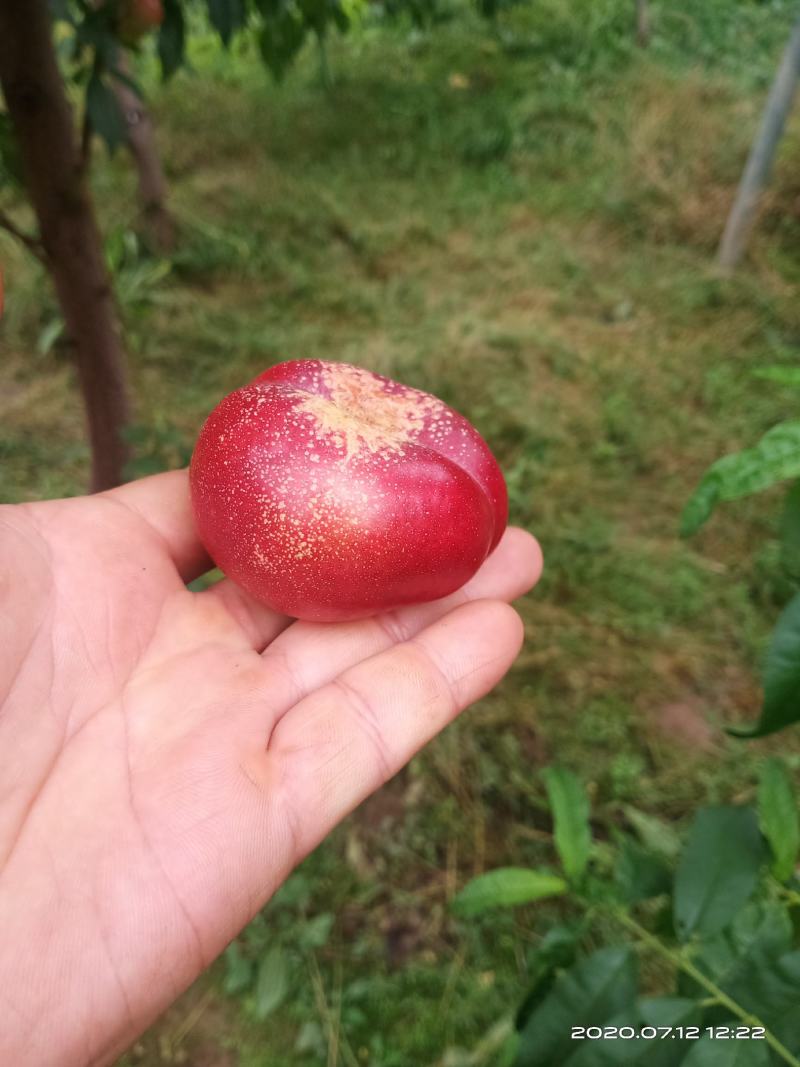 庆阳油蟠桃