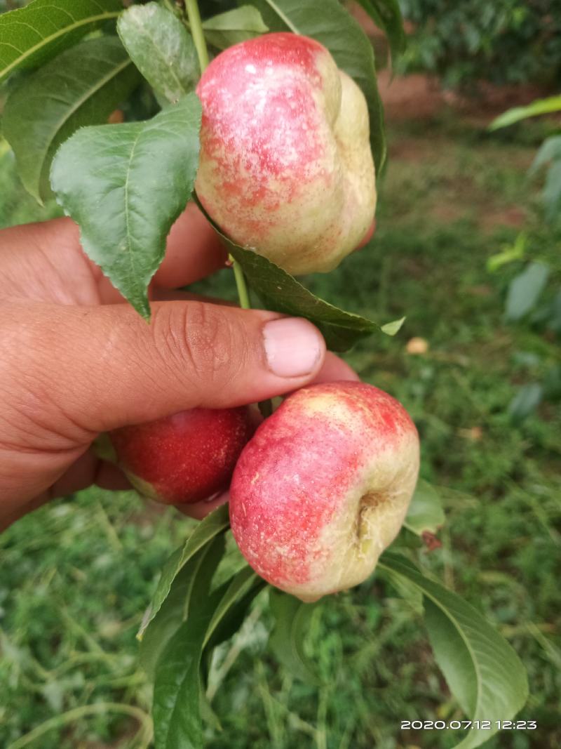 庆阳油蟠桃