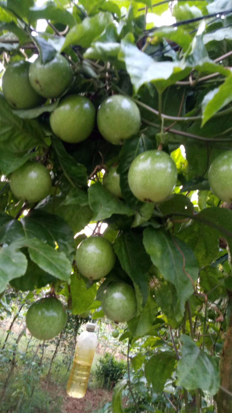 （一件代发）黄金果，纯甜，芭乐味，大量新鲜现货供应