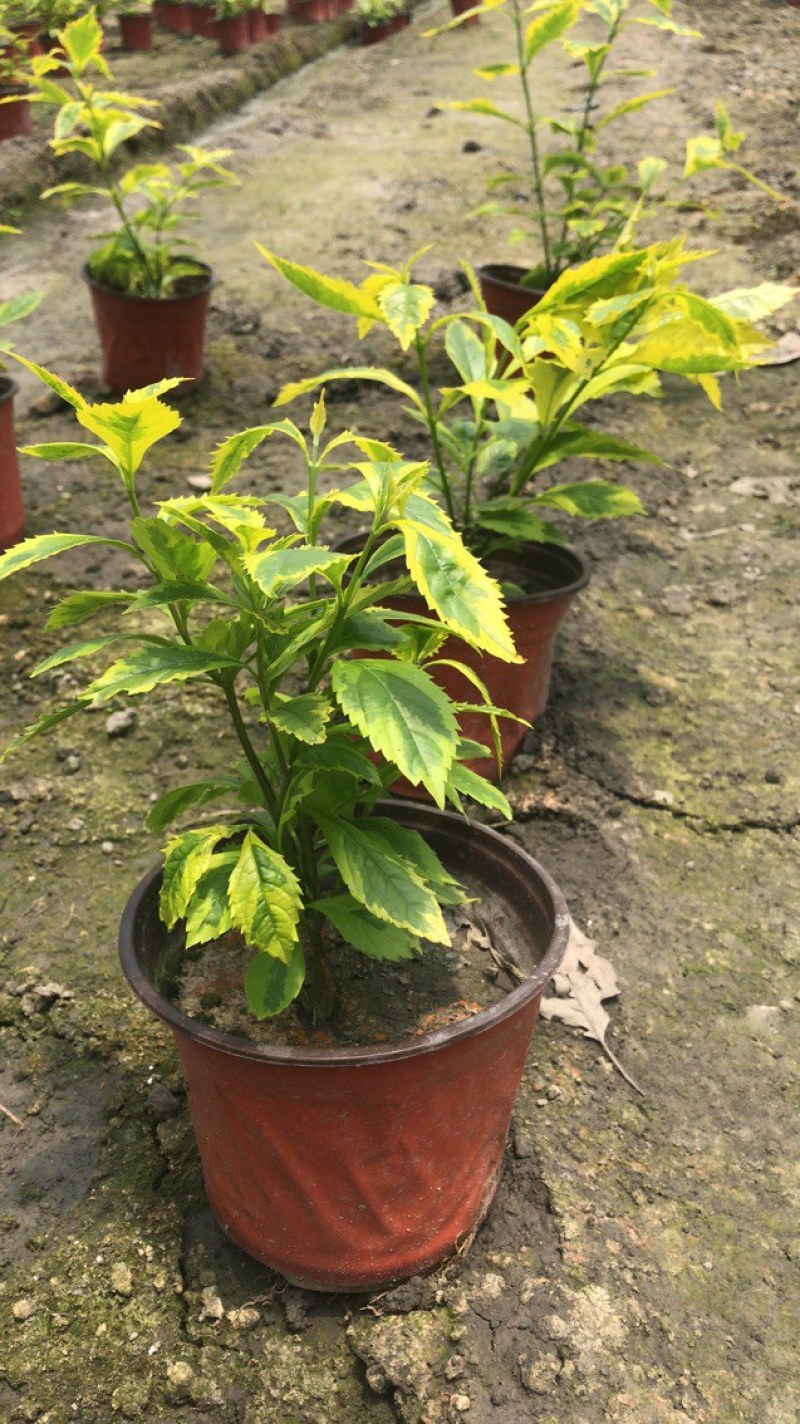 金叶连翘，双色杯金叶连翘，金叶连翘种植基地