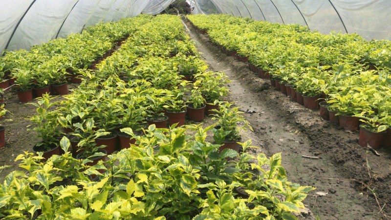 金叶连翘，双色杯金叶连翘，金叶连翘种植基地