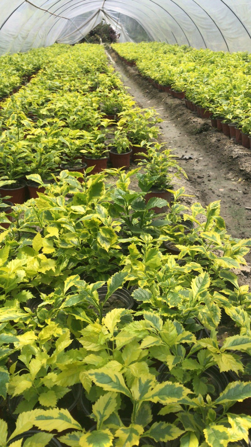 金叶连翘，双色杯金叶连翘，金叶连翘种植基地