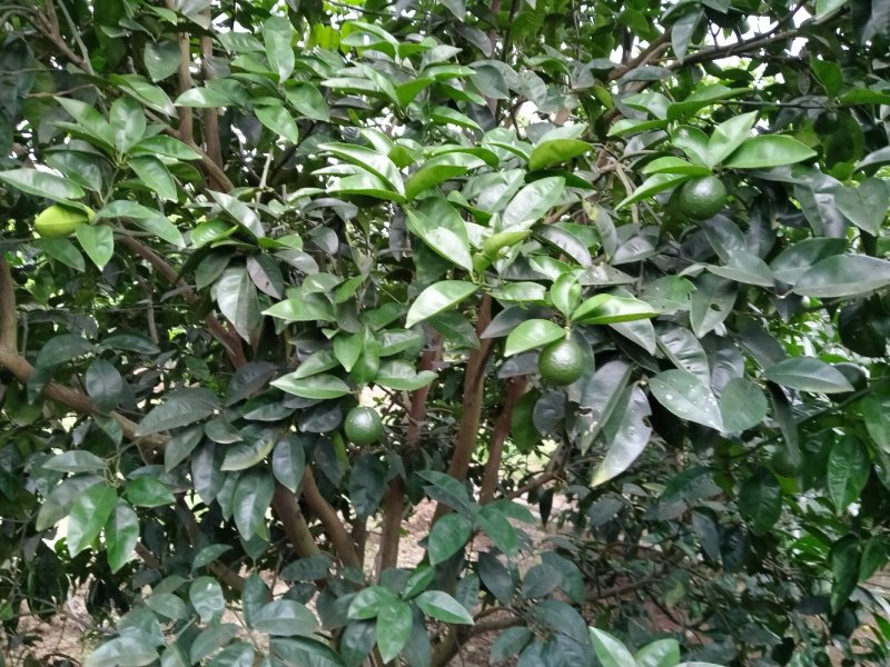 [标题]供应商洲枳实(枳壳小果)鲜果，基地直销.可视频看货。