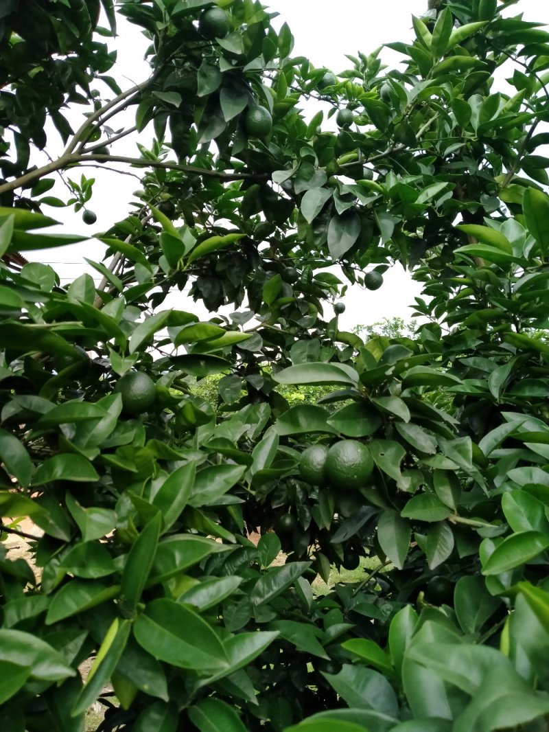 [标题]供应商洲枳实(枳壳小果)鲜果，基地直销.可视频看货。