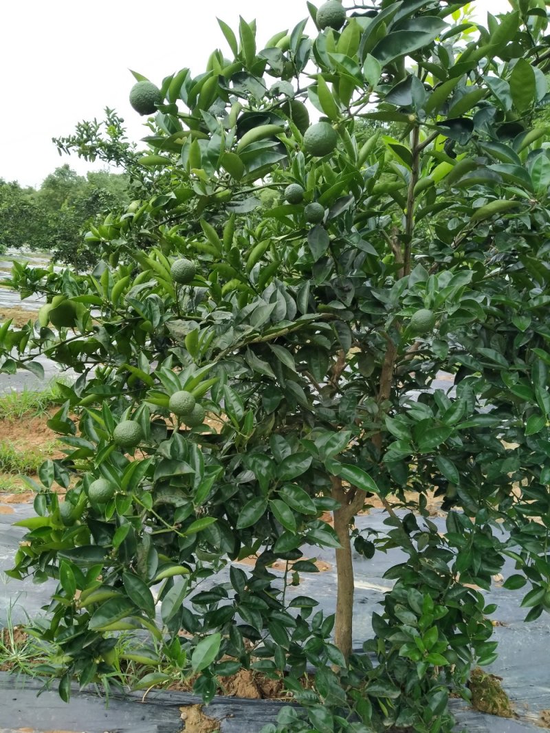 [标题]供应商洲枳实(枳壳小果)鲜果，基地直销.可视频看货。