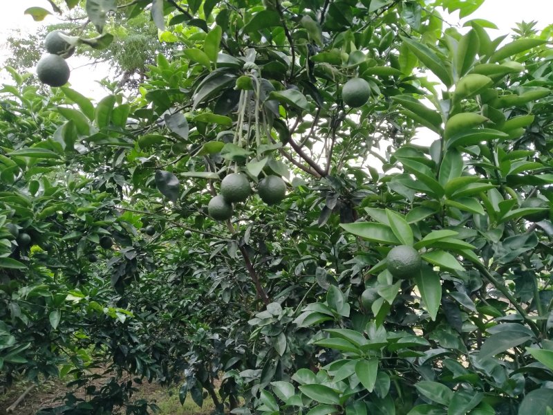 [标题]供应商洲枳实(枳壳小果)鲜果，基地直销.可视频看货。