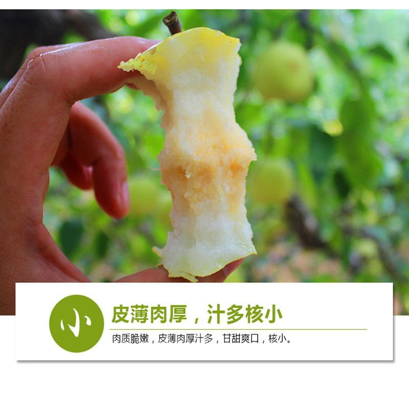 梨，新鲜水果，现摘现发！
