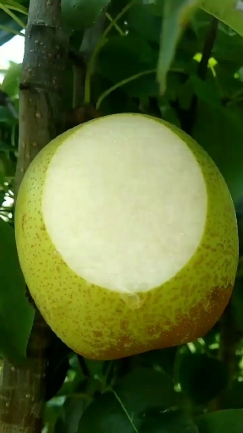 广西桂花梨大量上市供应，糖分足，欢迎实力老板