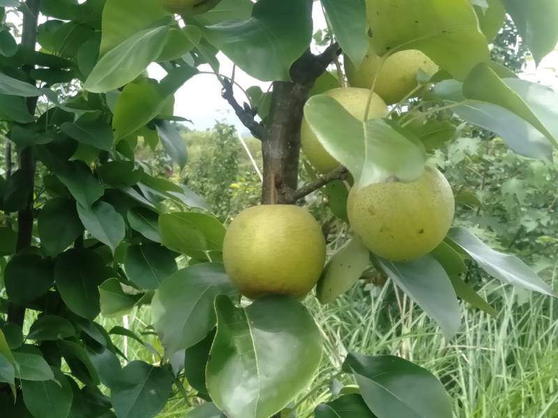 广西桂花梨大量上市供应，糖分足，欢迎实力老板
