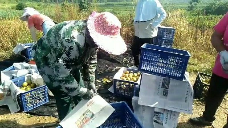 广西桂花梨大量上市供应，糖分足，欢迎实力老板