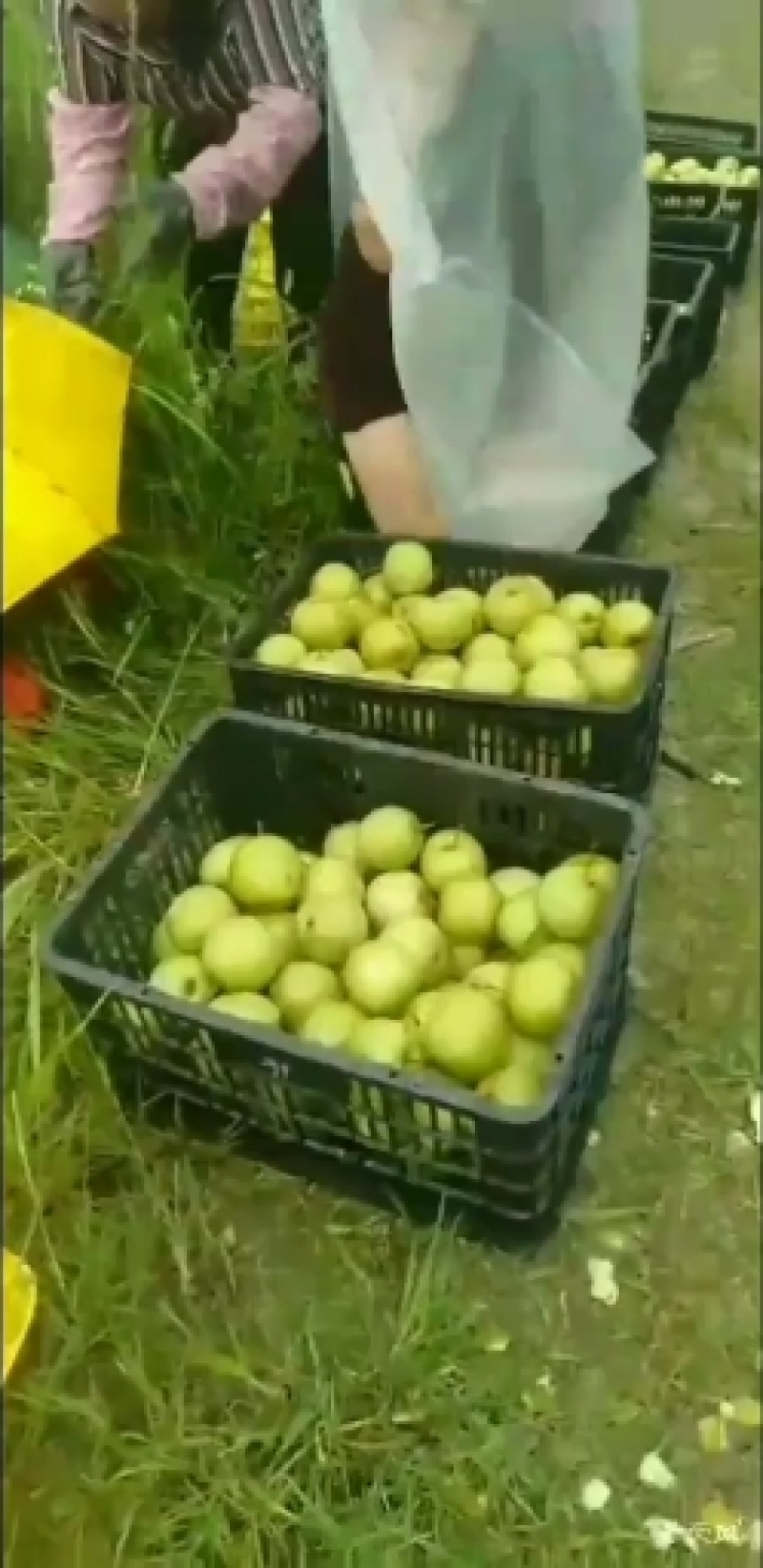 广西桂花梨大量上市供应，糖分足，欢迎实力老板