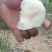 广西桂花梨大量上市供应，糖分足，欢迎实力老板