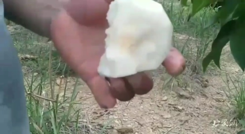 广西桂花梨大量上市供应，糖分足，欢迎实力老板