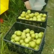 广西桂花梨大量上市供应，糖分足，欢迎实力老板