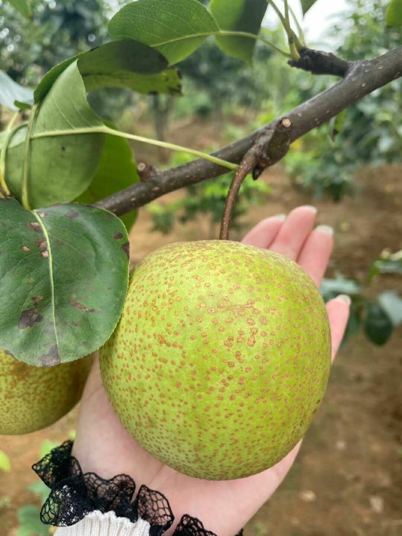 广西桂花梨大量上市供应，糖分足，欢迎实力老板