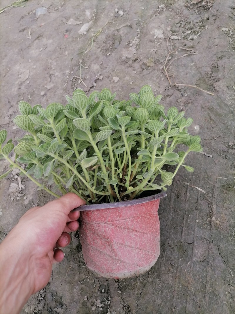 碰碰香，双色杯杯苗，高度10-15公分。
