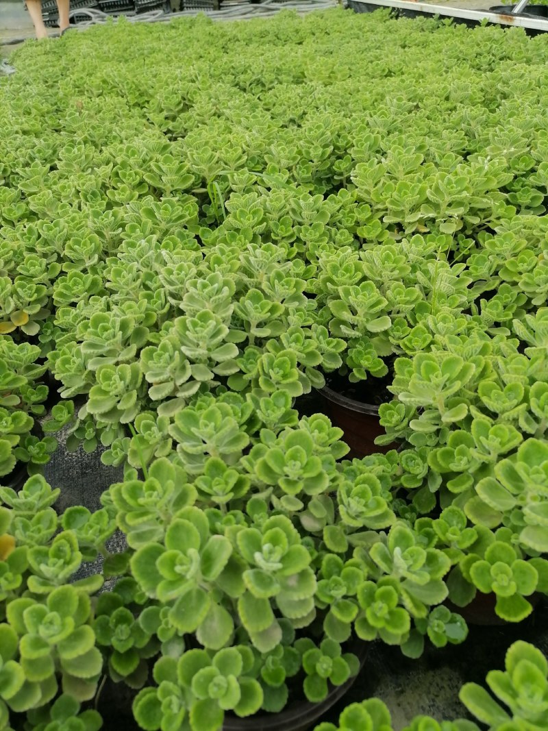 碰碰香，双色杯杯苗，高度10-15公分。