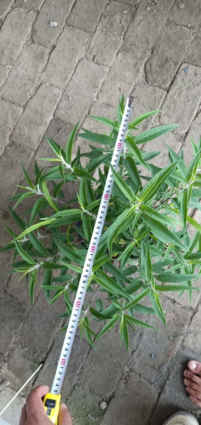 墨西哥鼠尾草，26杯墨西哥鼠尾草，双色杯墨西哥鼠尾草