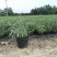 墨西哥鼠尾草，26杯墨西哥鼠尾草，双色杯墨西哥鼠尾草