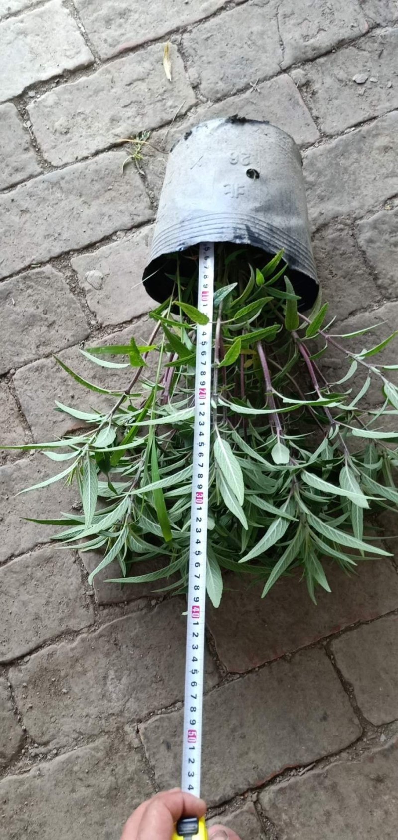 墨西哥鼠尾草，26杯墨西哥鼠尾草，双色杯墨西哥鼠尾草
