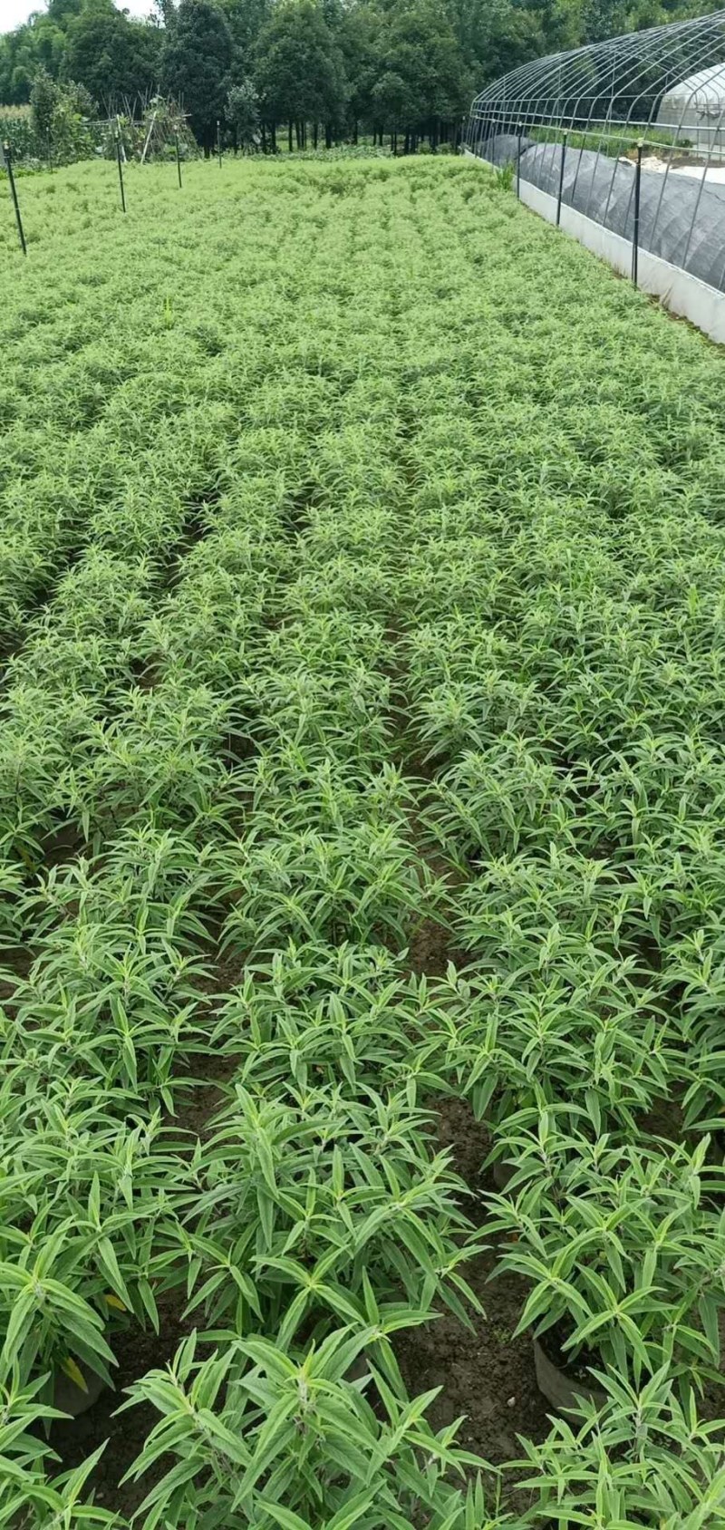 墨西哥鼠尾草，26杯墨西哥鼠尾草，双色杯墨西哥鼠尾草