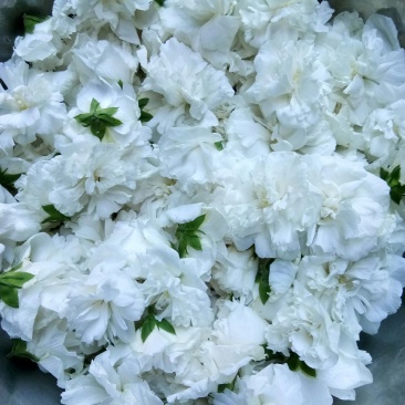 白色重瓣木槿花食用菜用