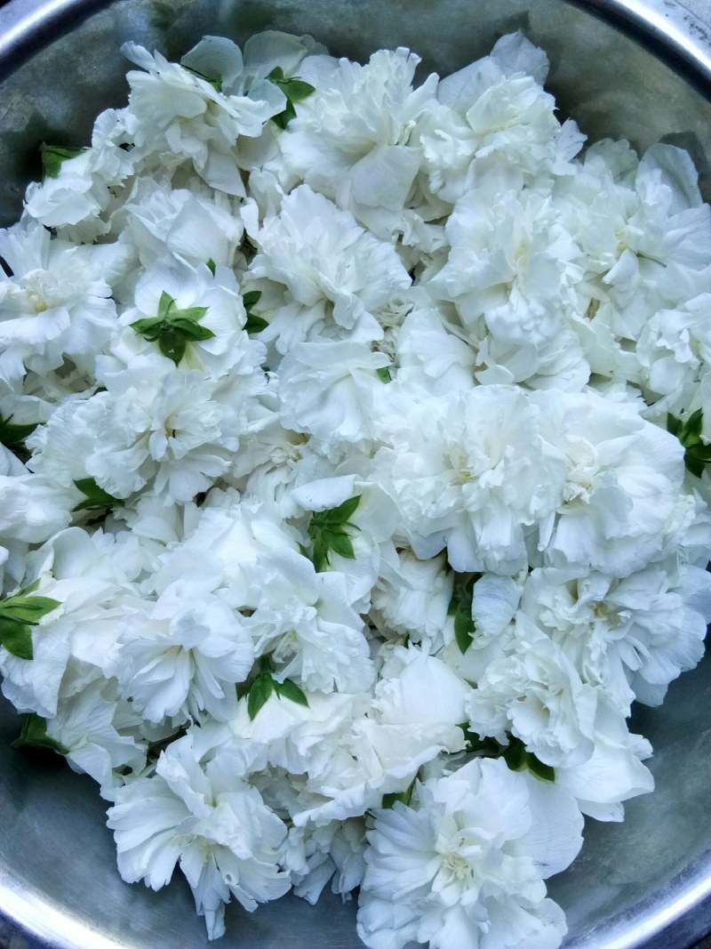 白色重瓣木槿花食用菜用