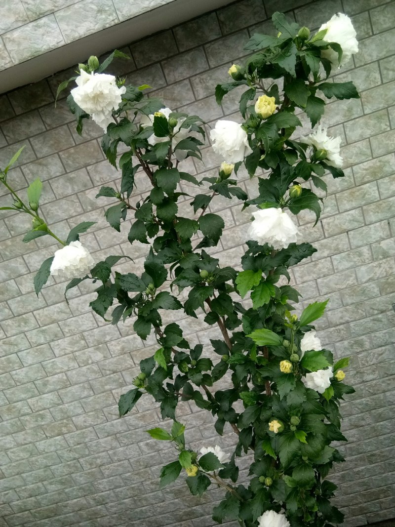 白色重瓣木槿花食用菜用