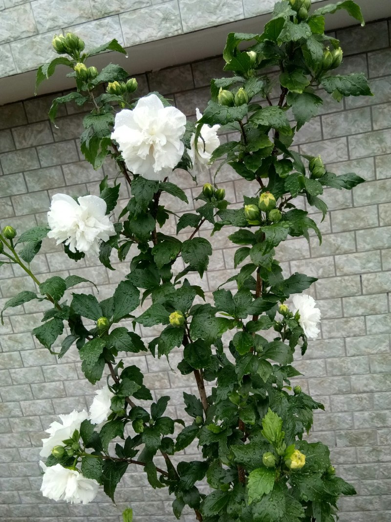 白色重瓣木槿花食用菜用