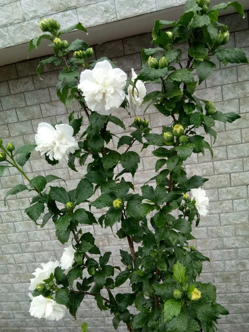 白色重瓣木槿花食用菜用