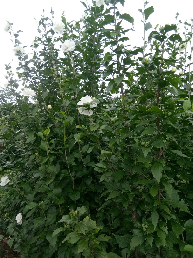 白色重瓣木槿花食用菜用