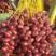 椰枣苗这是一款新品种椰枣，带土球发货想发展种植的可以预定